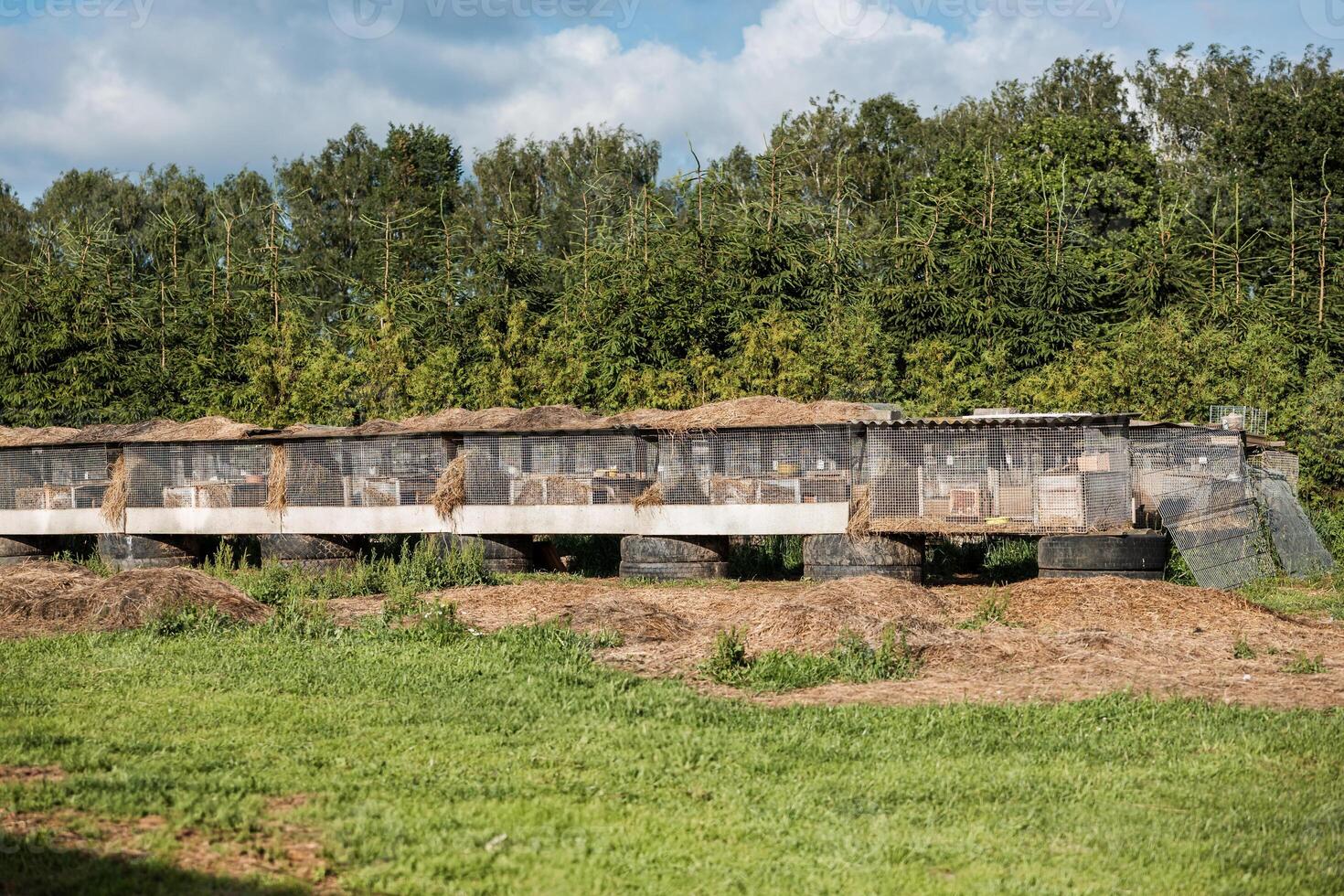 A row of wire mesh rabbit cages elevated on tires with hay scattered around. The area has grass, dirt, and is bordered by tall dense trees under a partly cloudy sky. photo