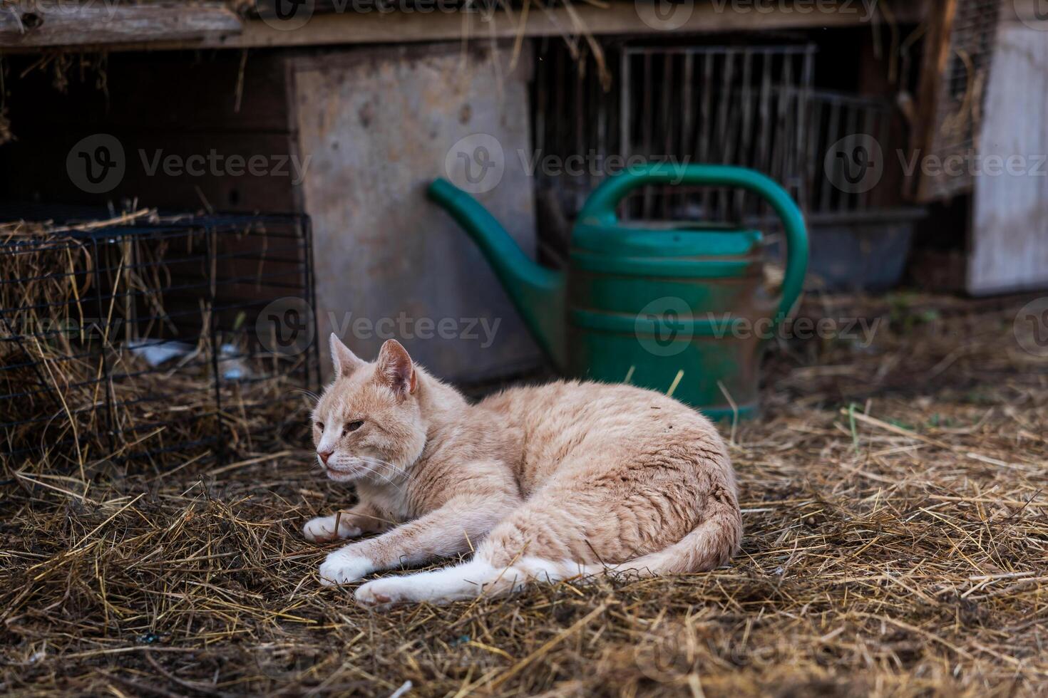 A light orange cat rests on straw in front of rabbit cages with a green watering can nearby, set in a rustic outdoor or farm like environment. photo