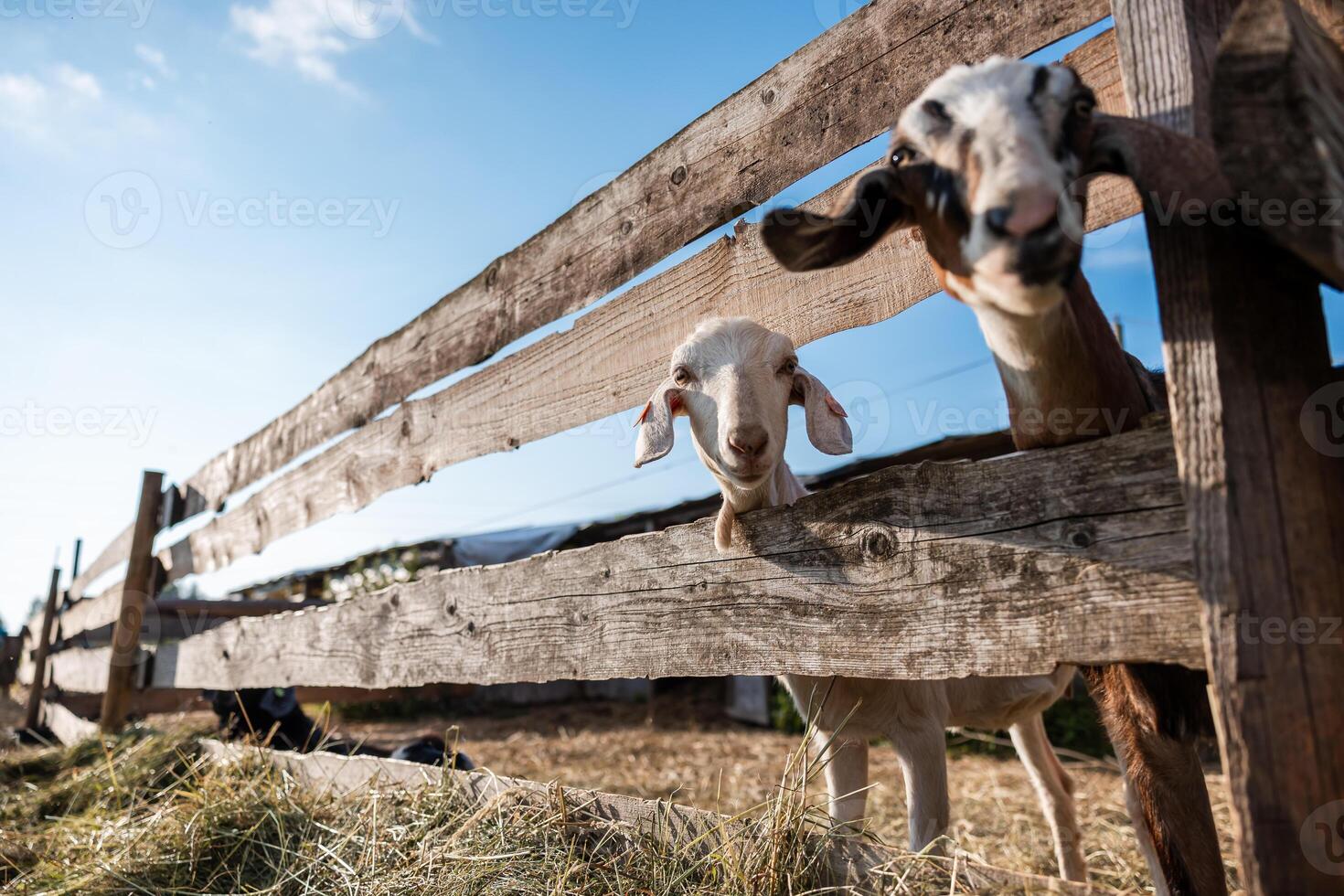 Two goats peer through a weathered wooden fence, with dry straw on the ground and faint farm structures visible under a clear blue sky. photo