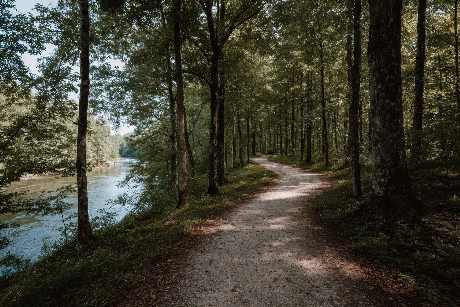 A path through the woods with trees on both sides photo
