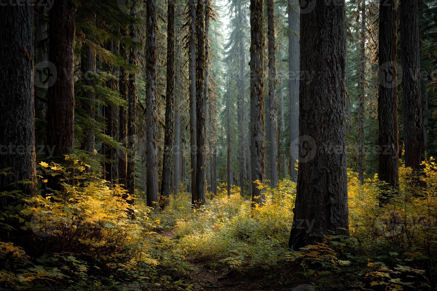 lush forest teeming with rich diversity of deciduous and coniferous trees photo