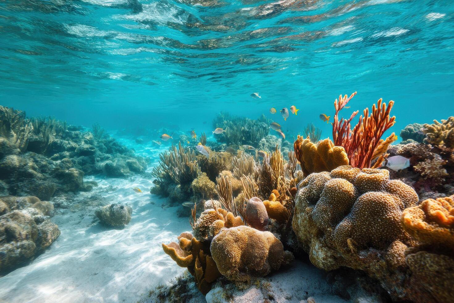 breathtaking view of vibrant coral reef in costa rica at high noon showcasing natural symmetry and rich variety of photo