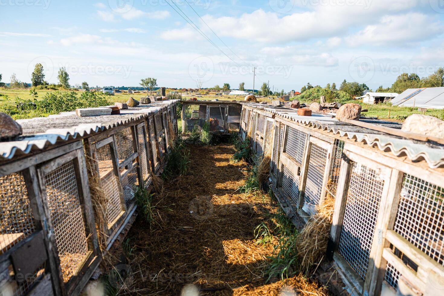 A row of wooden rabbit cages with wire mesh doors and corrugated metal roofs, arranged along a straw covered pathway in an outdoor rural area. photo