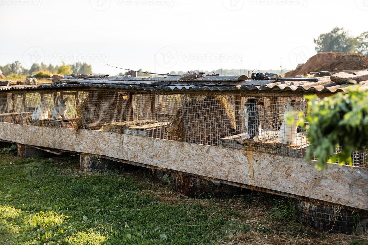 Row of rabbit cages with wooden frames, wire mesh, and a metal roof. Rabbits of various colors are visible, surrounded by grass, trees, and earth mounds. photo