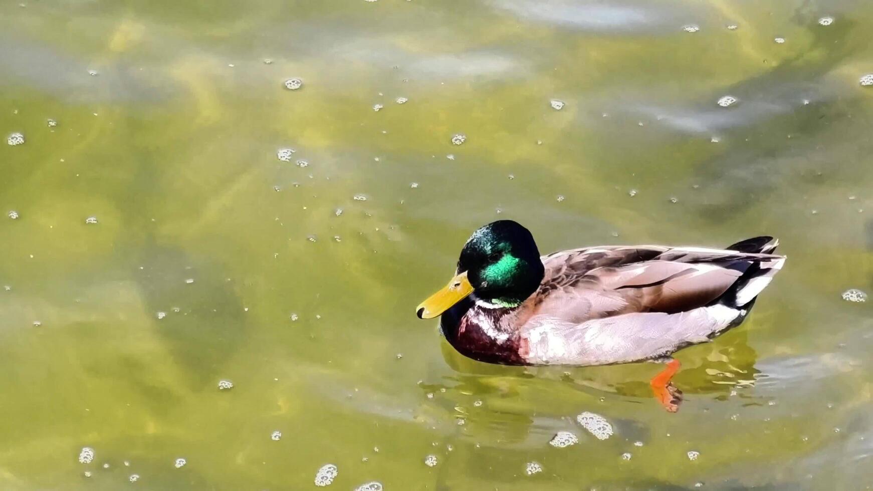 A graceful Mallard Duck swims serenely in vibrant green waters of a tranquil pond photo
