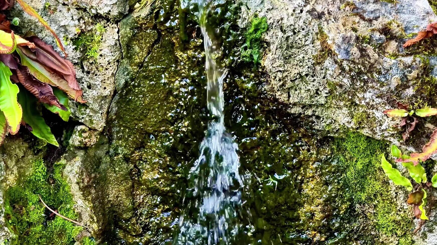 The Tranquil Water Flowing Gracefully From a Beautifully Pristine Natural Spring photo