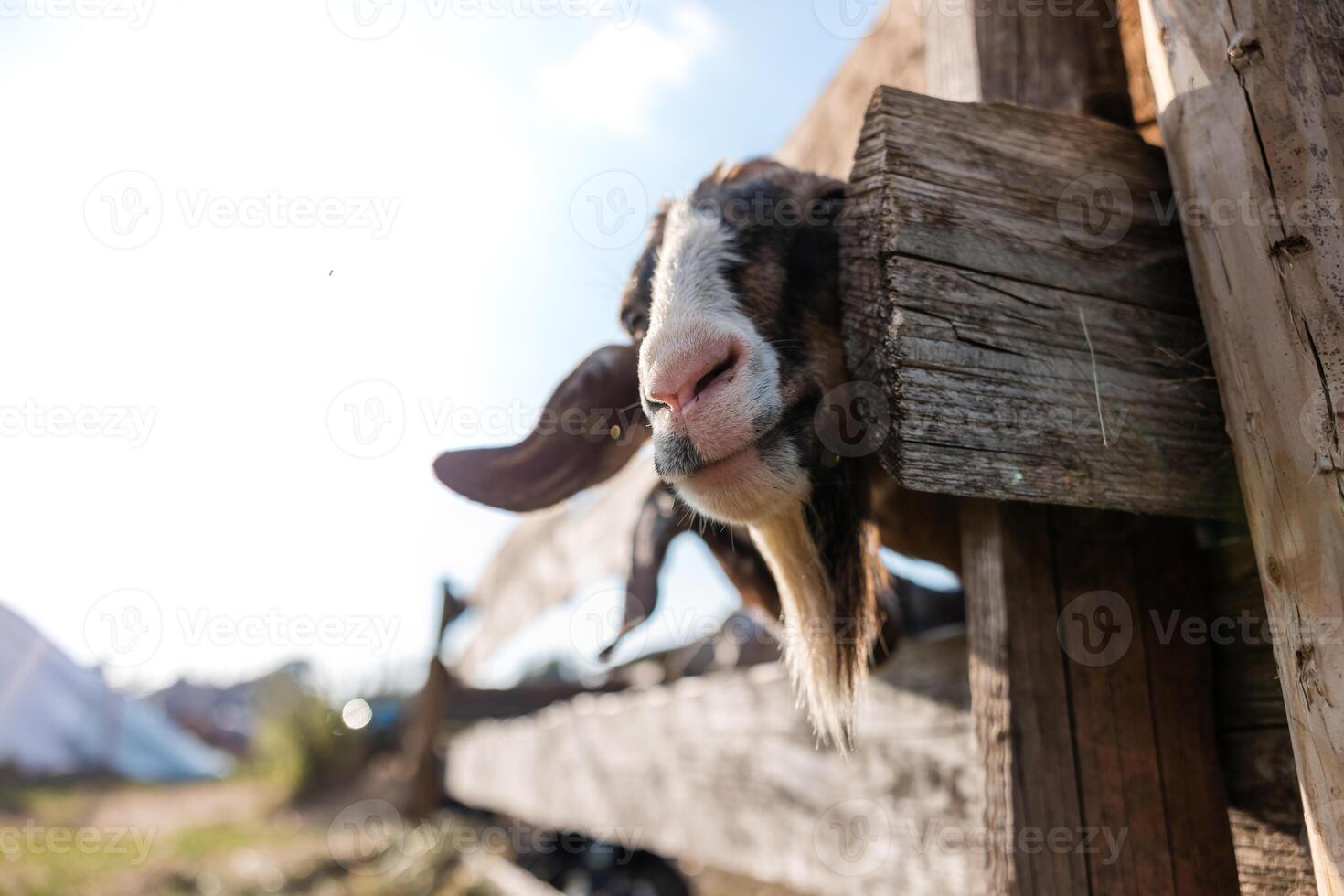 A goat peers through a wooden fence, its head framed by rustic planks. Bright daylight highlights the goat's fur and the texture of the wooden fence. photo