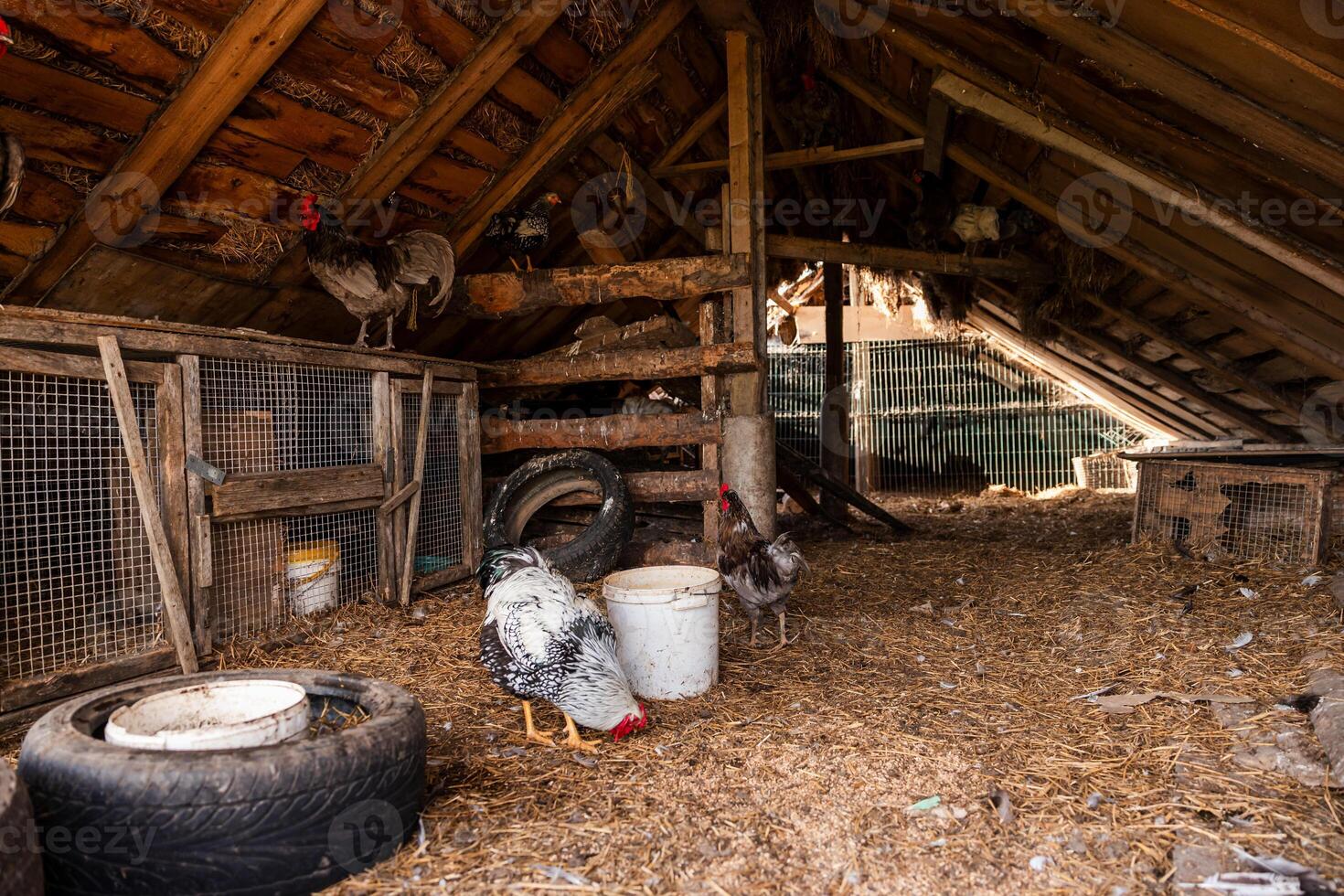 Rustic barn interior with slanted wooden roof, rabbit cages on the left, free roaming chickens, hay on the floor, and scattered tools and materials. photo