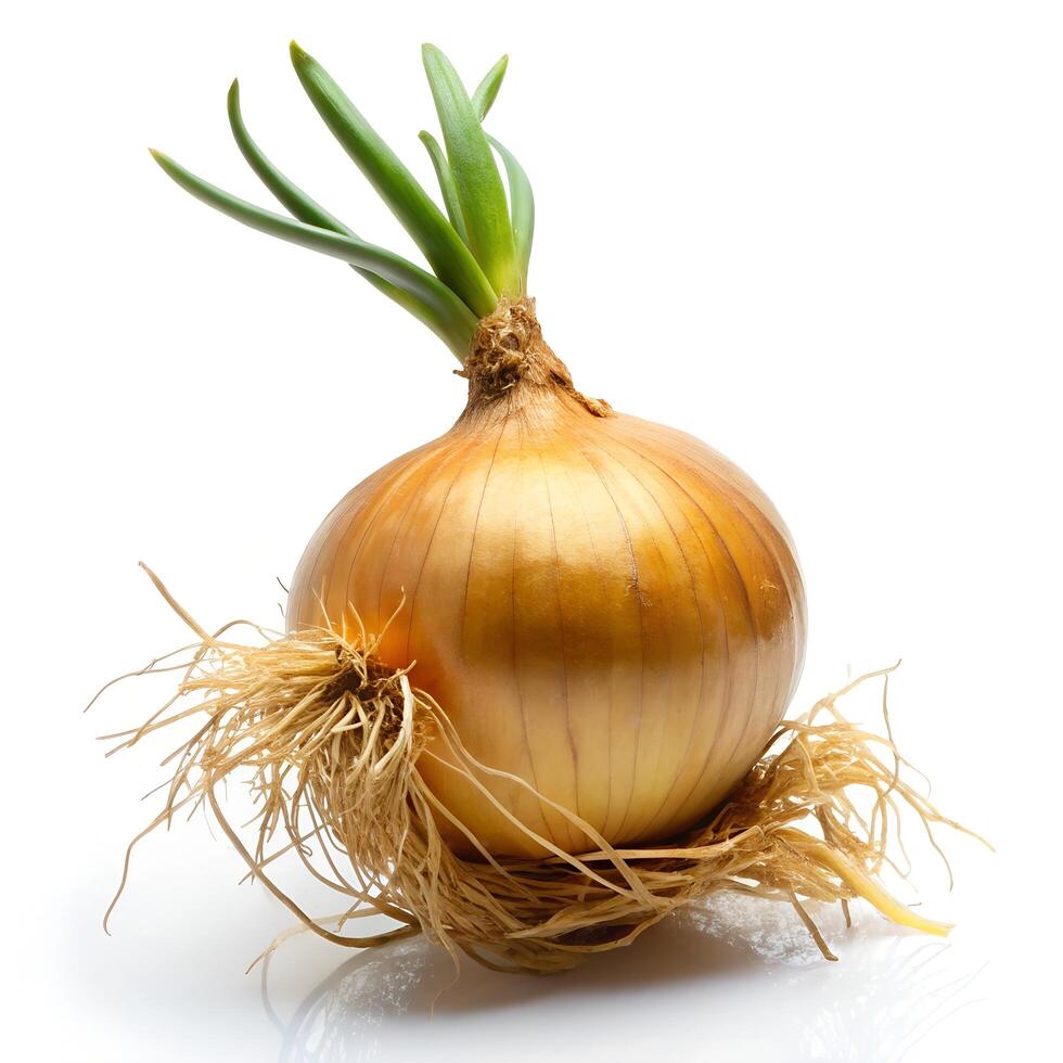 Onion with Roots Side Angle View Photo on White Background
