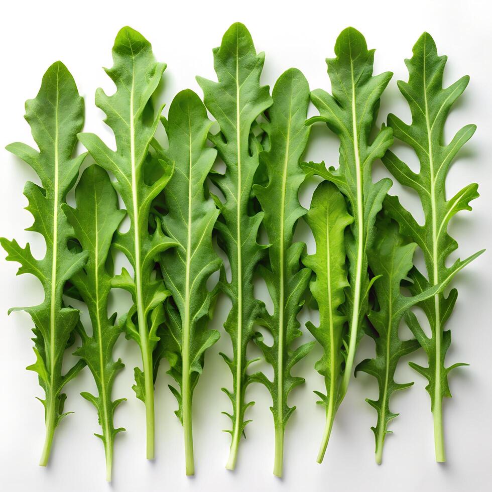 Arugula Lined Top View Photo on White Background