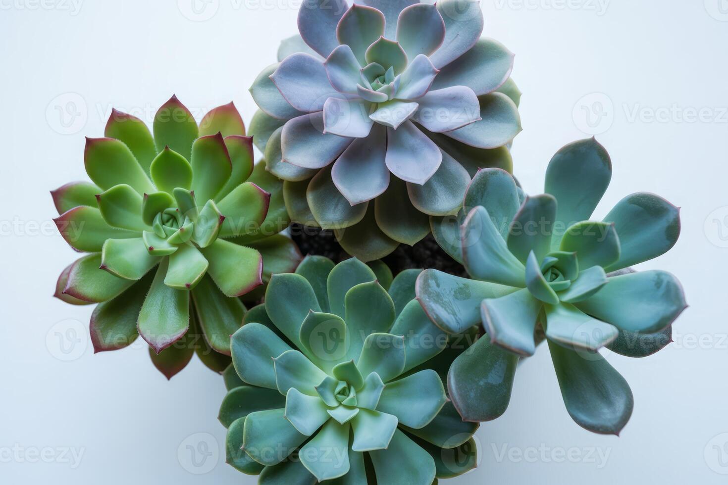 Assortment of Echeveria Succulents with Distinctive Color Palettes and Leaf Rosettes on White Background photo