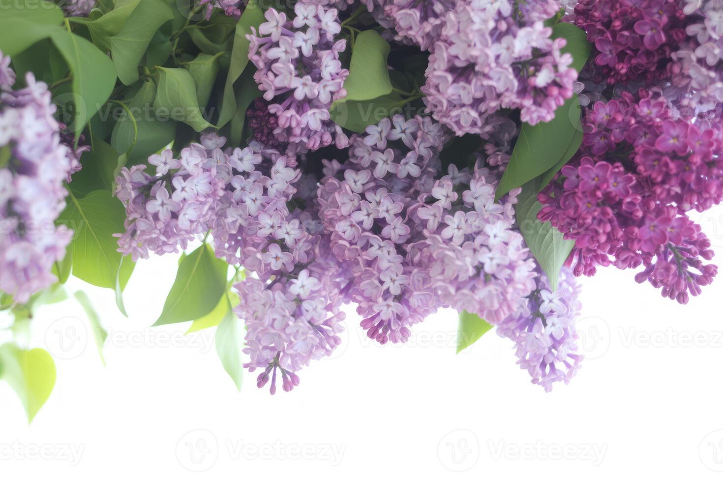 Blooming Lilac Branches on a Bright Background Showcasing Delicate Purple and Green Hues Perfect for Spring and Floral Designs photo