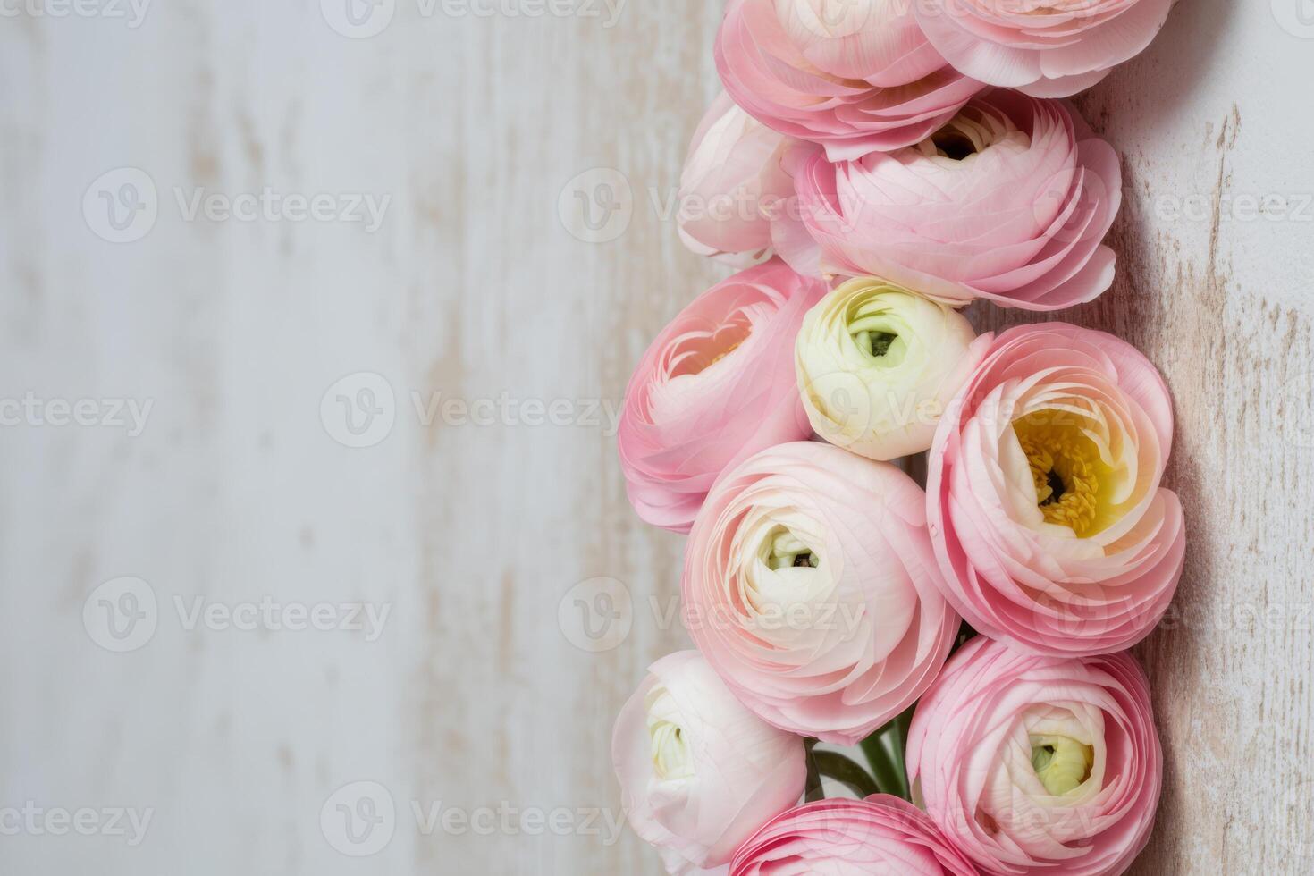 Elegant Pink Ranunculus Flowers on Rustic White Wood Background Perfect for Spring and Summer Projects and Romantic Designs photo