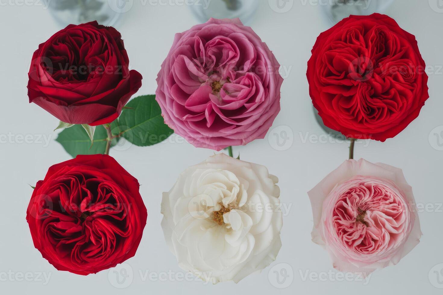 Elegant Assortment of Roses in Full Bloom Showcasing Varied Colors and Intricate Petal Arrangements for Floral Design Projects photo