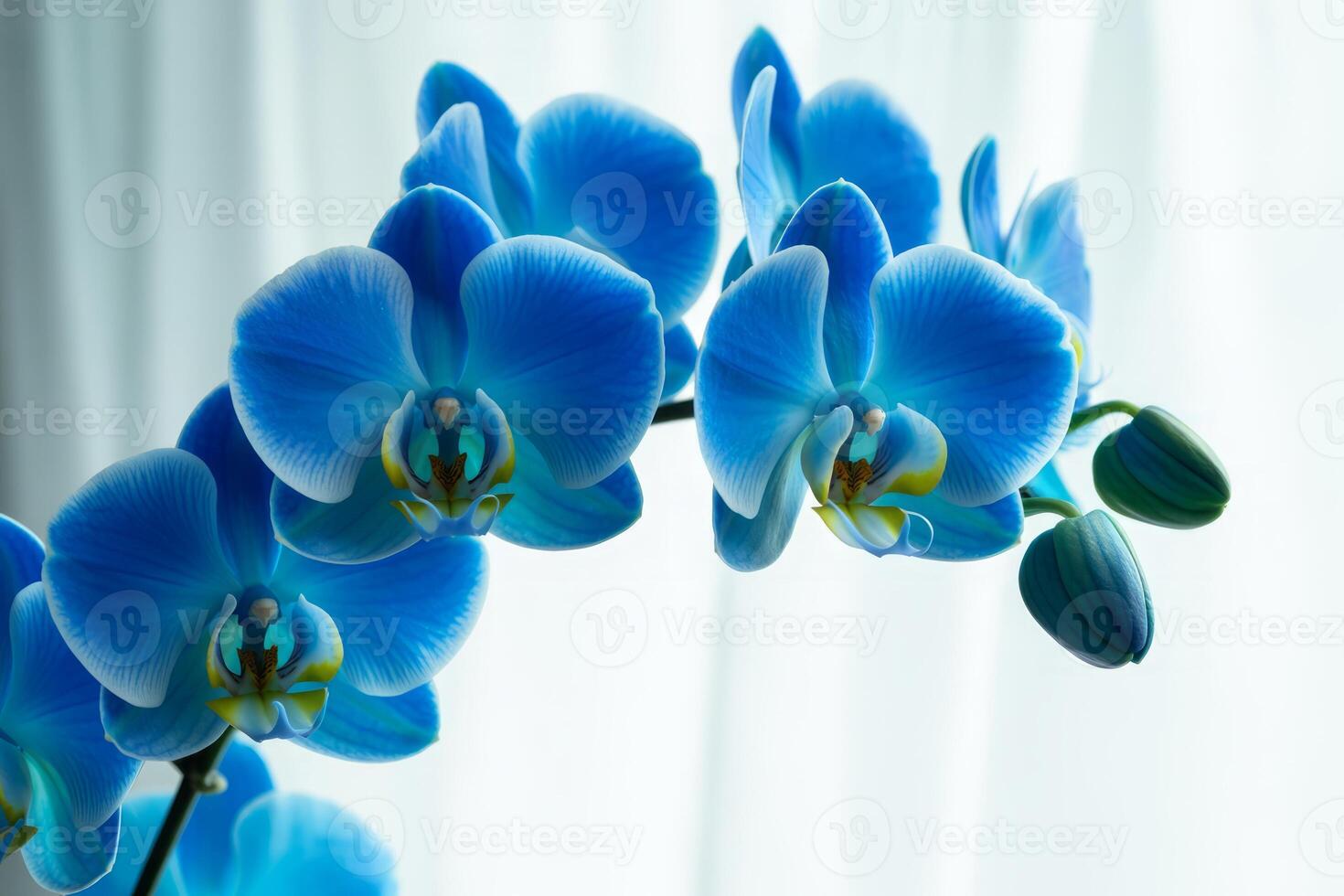 Stunning Blue Orchid Blossom Display a Symbol of Beauty and Elegance in Floral Arrangement Photography photo