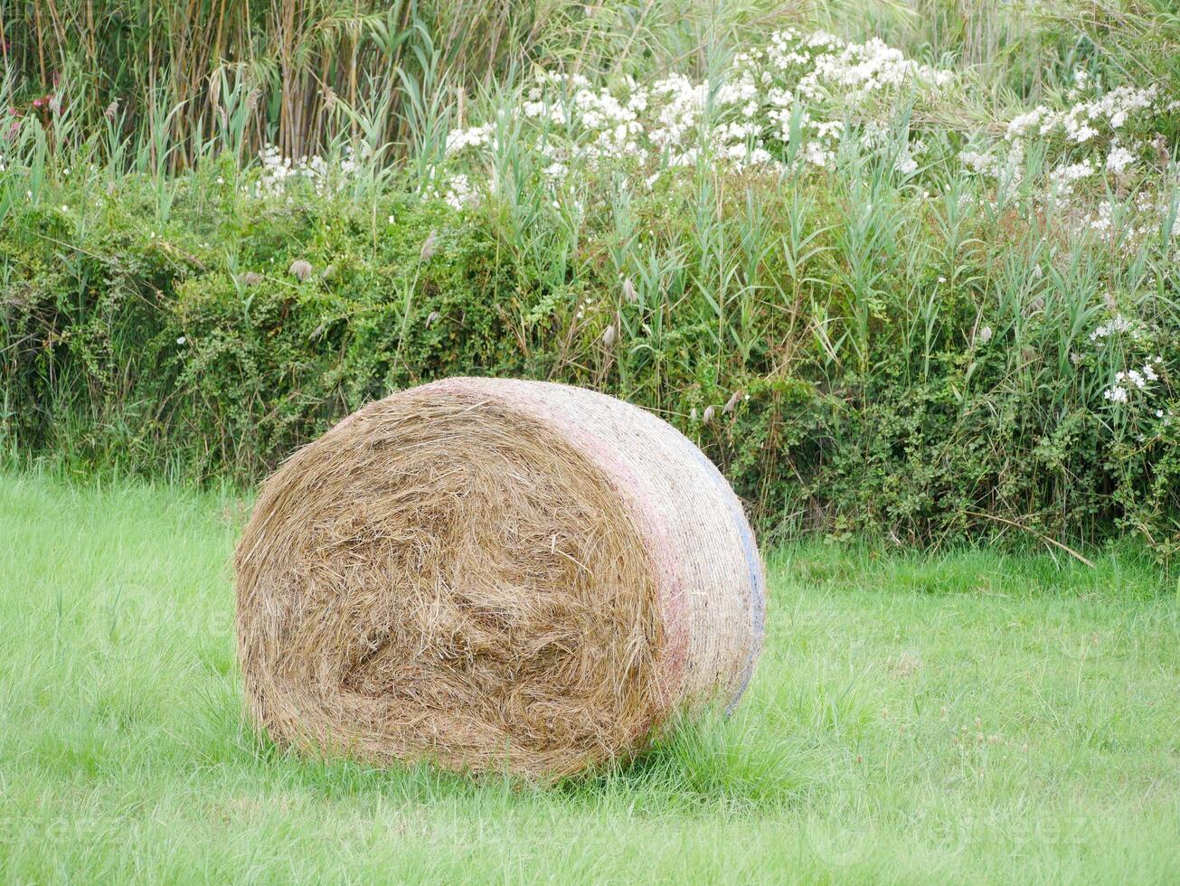 Round wrapped hay bales on a lush green field, surrounded by tall grass and blooming wildflowers. A peaceful rural scene representing agriculture, harvest, and countryside tranquility photo