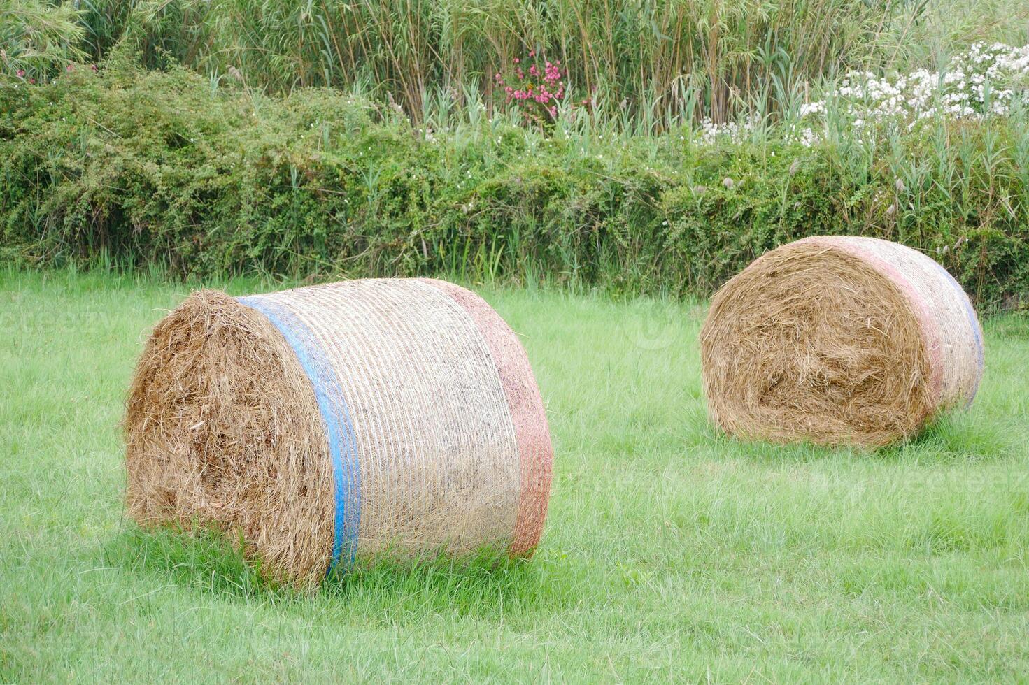 Round wrapped hay bales on a lush green field, surrounded by tall grass and blooming wildflowers. A peaceful rural scene representing agriculture, harvest, and countryside tranquility. photo
