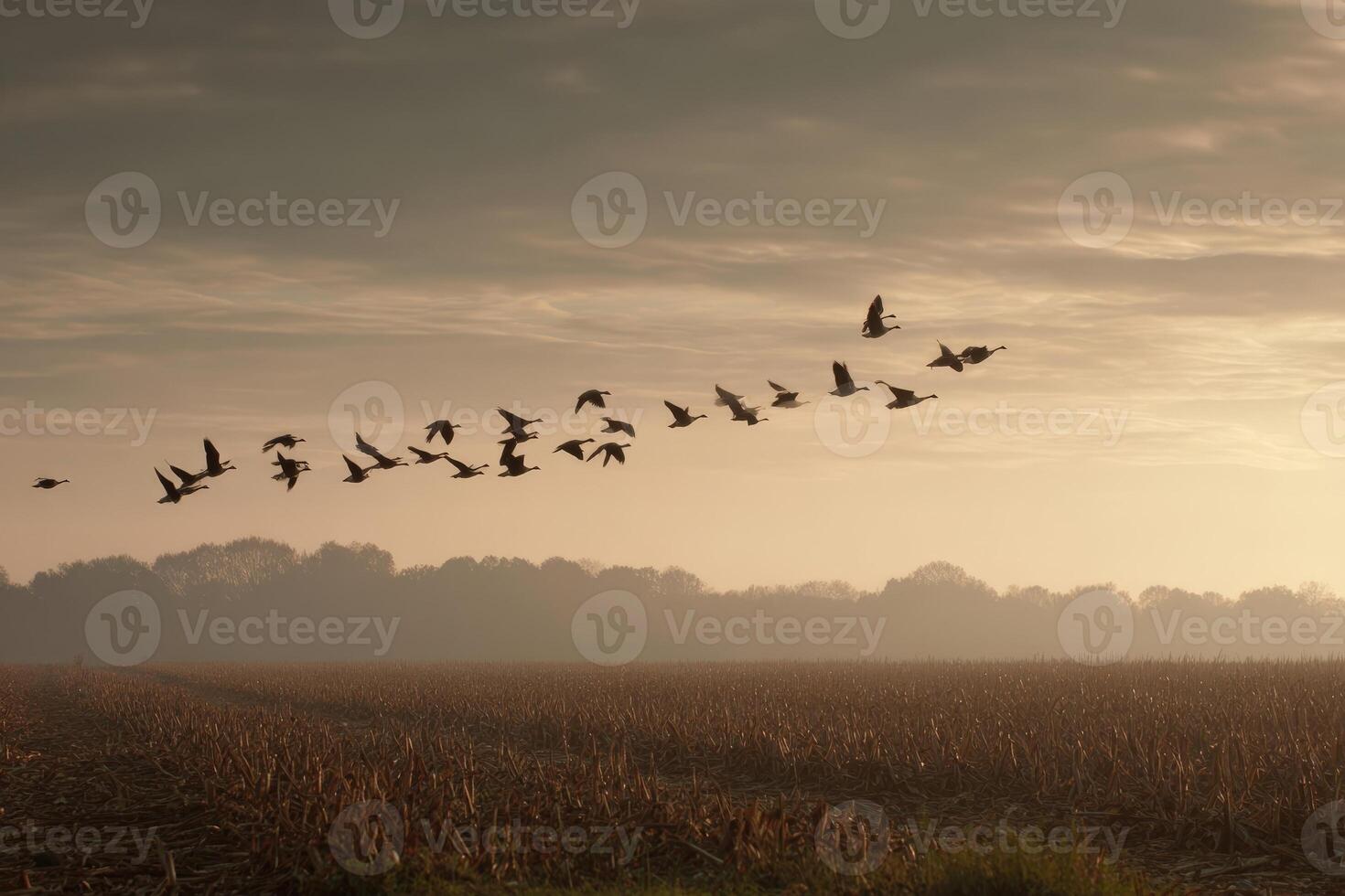 Flock of birds flying over a tranquil landscape at dawn in a rural area photo