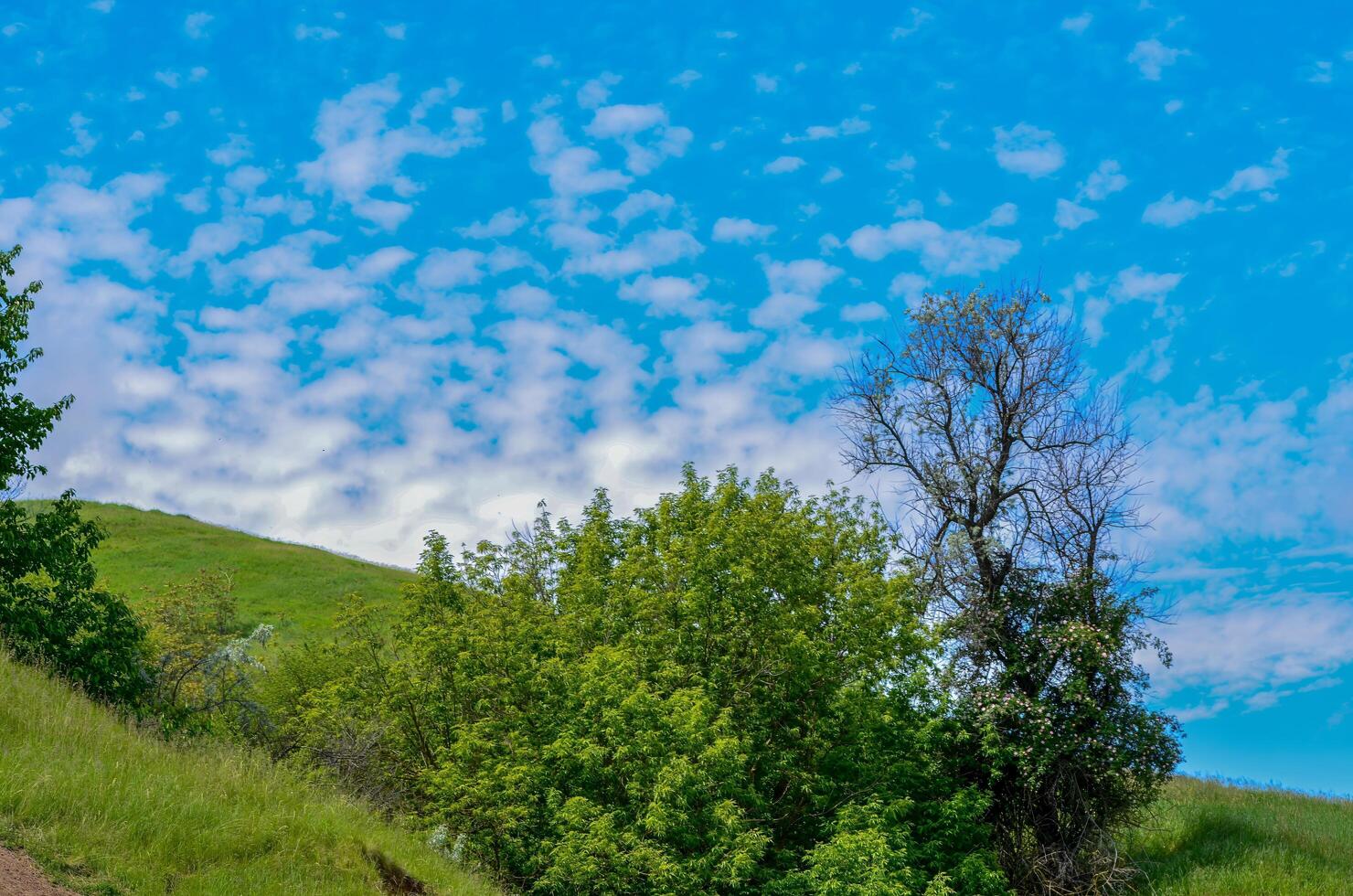 A tree is standing in a field with a blue sky above it. The sky is partly cloudy, but the overall mood of the image is peaceful and serene photo