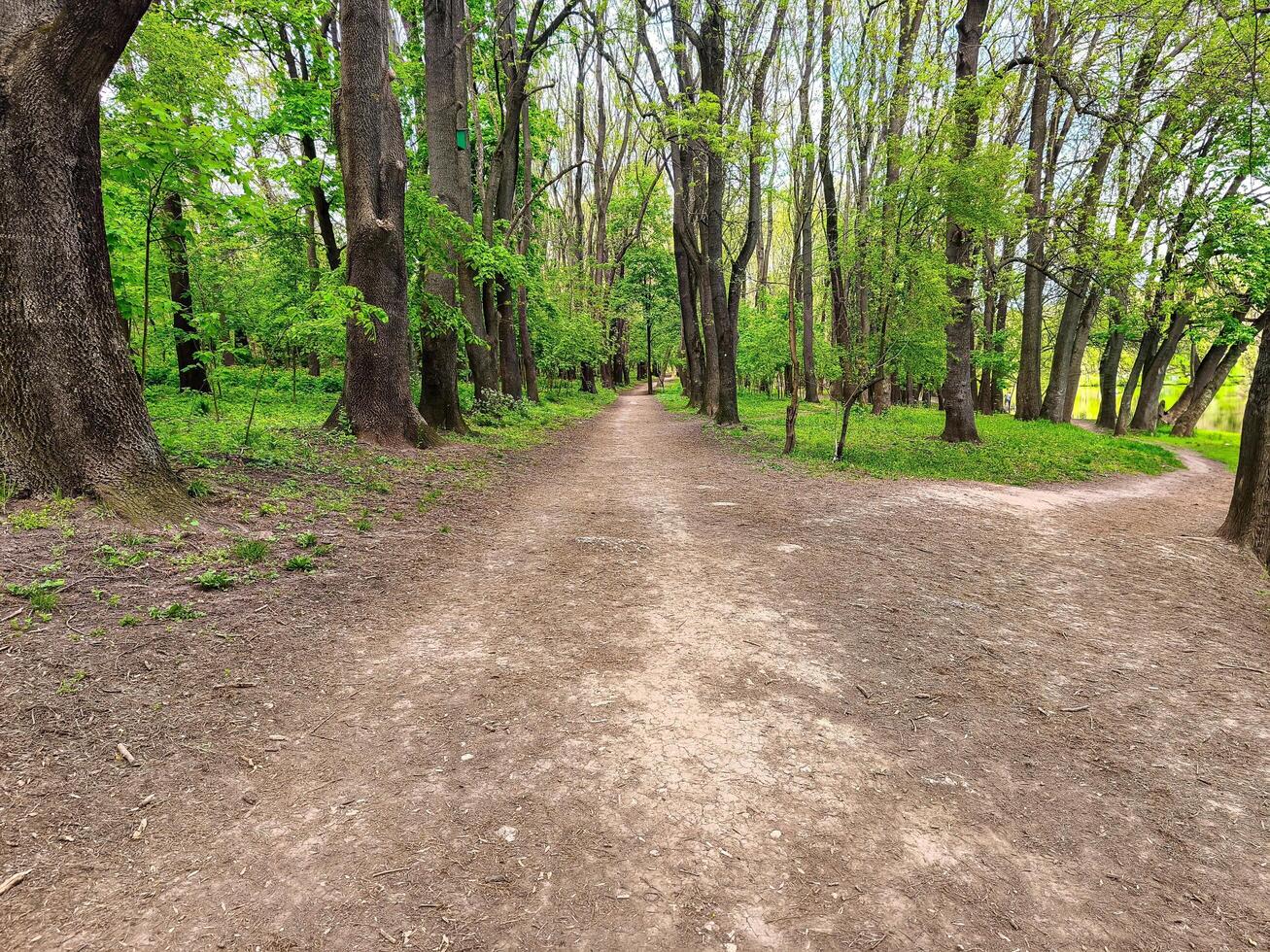 A path in a forest with two trees on either side. The path is covered in leaves and dirt photo