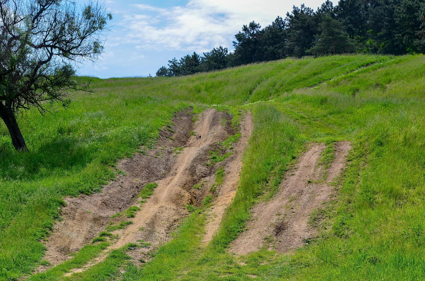 A dirt road with a tree in the background. The road is overgrown and has a muddy appearance photo