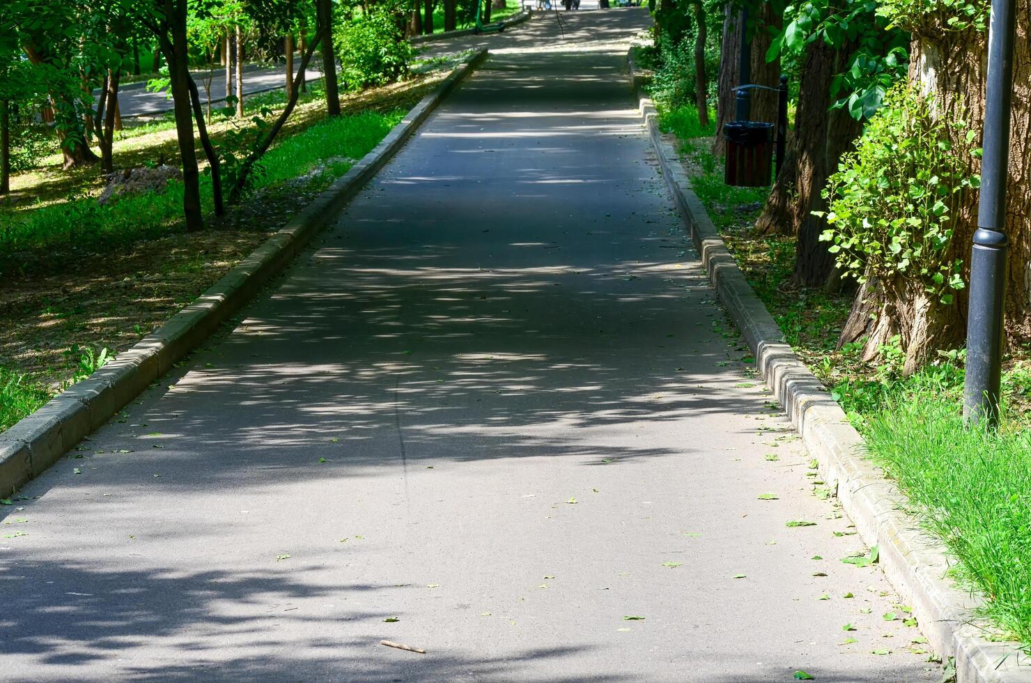 A path in a park with trees and a bench. The path is empty and the trees are in the background photo