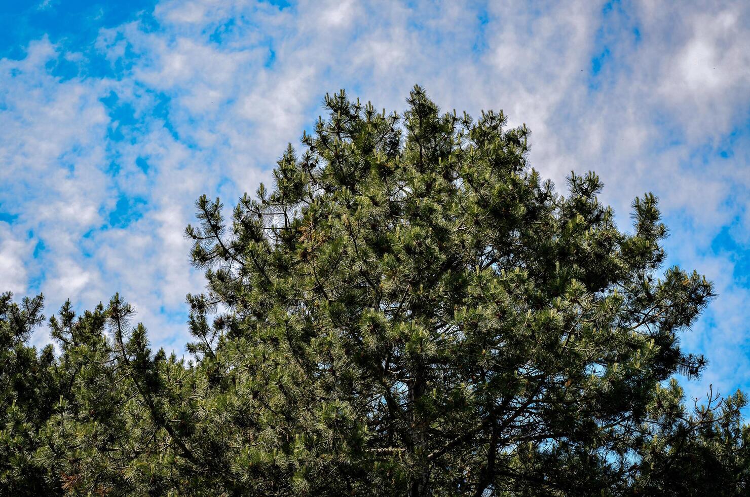 A tree with green leaves is in the middle of a blue sky. The sky is partly cloudy, but the tree is still visible photo