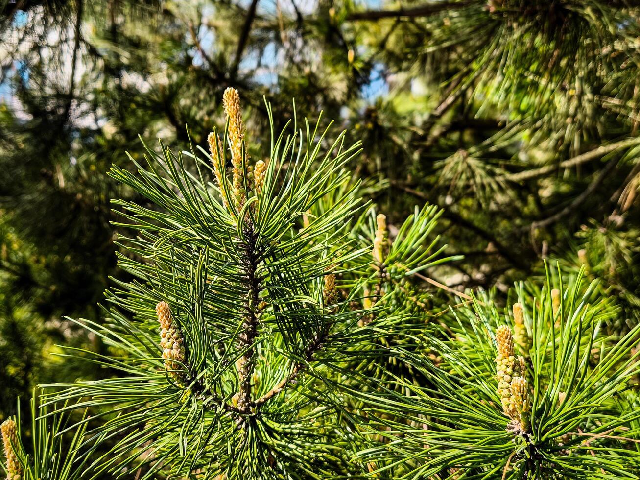 A tree with green leaves and brown buds. The buds are in the middle of the tree and are not fully open photo