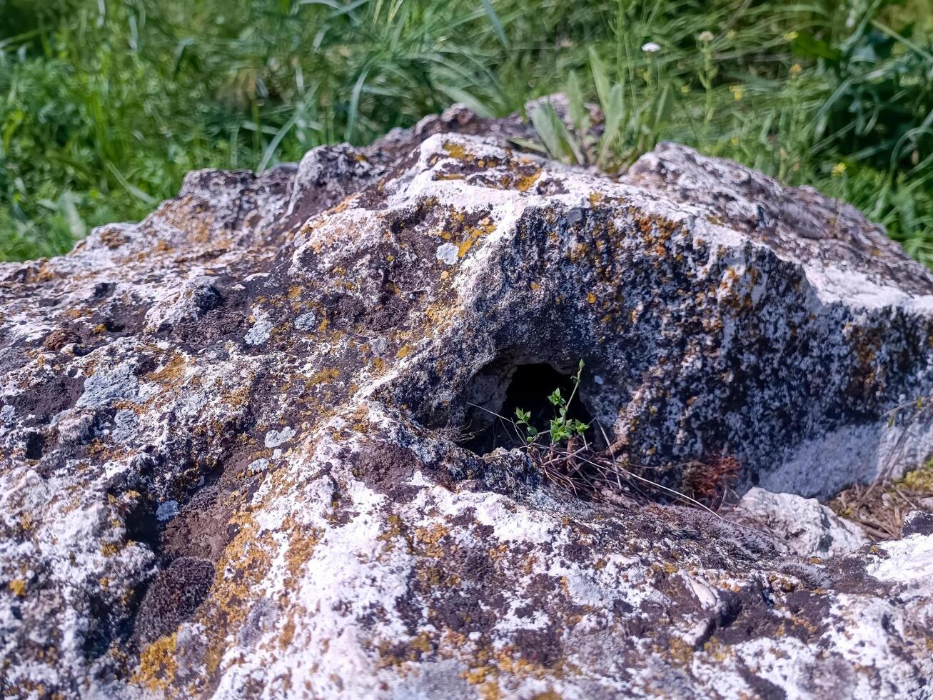 A rock with a small hole in it and a plant growing out of it. The hole is barely visible and the plant is growing out of it, giving the impression of a tiny, hidden world within the rock photo