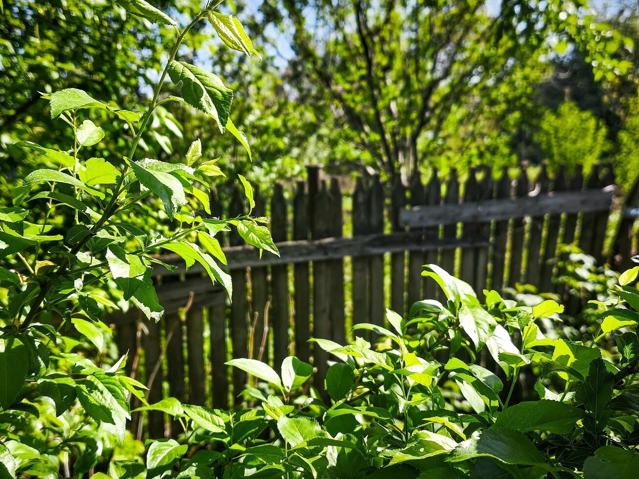 A fence with a wooden gate is surrounded by green leaves. The fence is old and has a rustic look photo