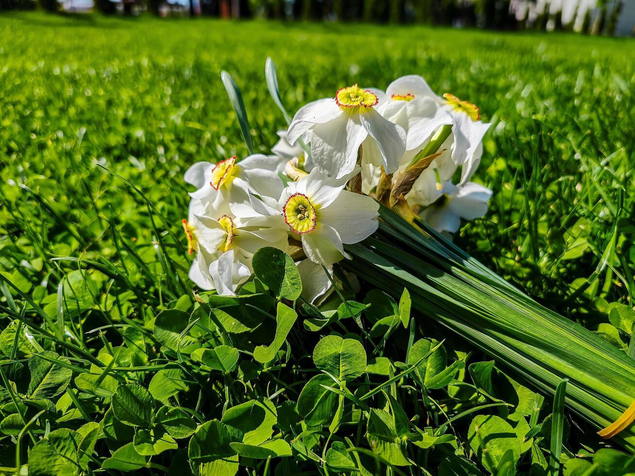 A bunch of white flowers are scattered across the green grass. The flowers are in a group and are all white in color. They are arranged in a way that they are not too close to each other photo