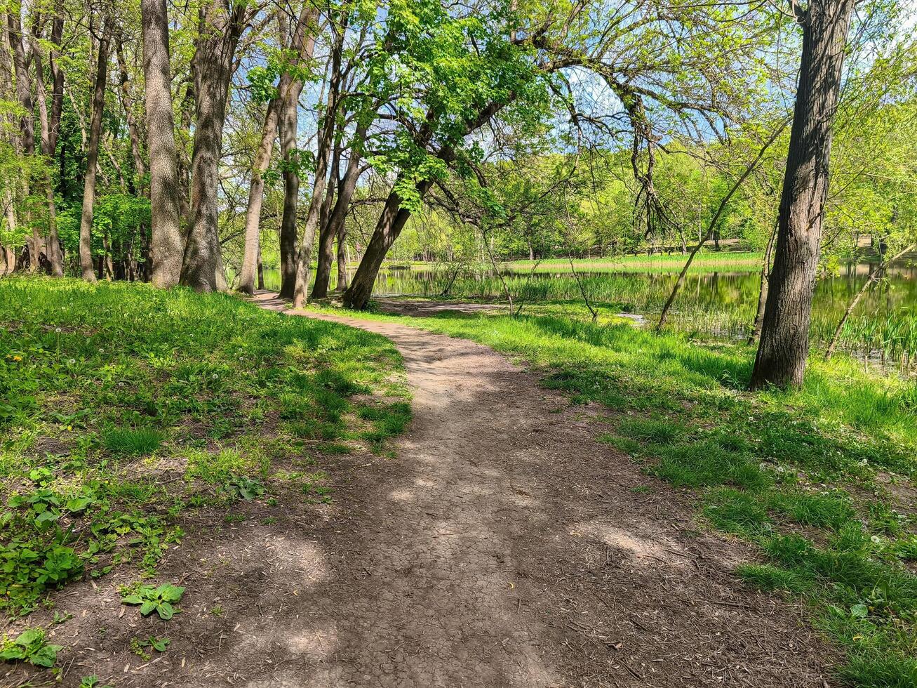 A path through a forest with trees and a lake. The path is surrounded by grass and there are some bushes along the way photo