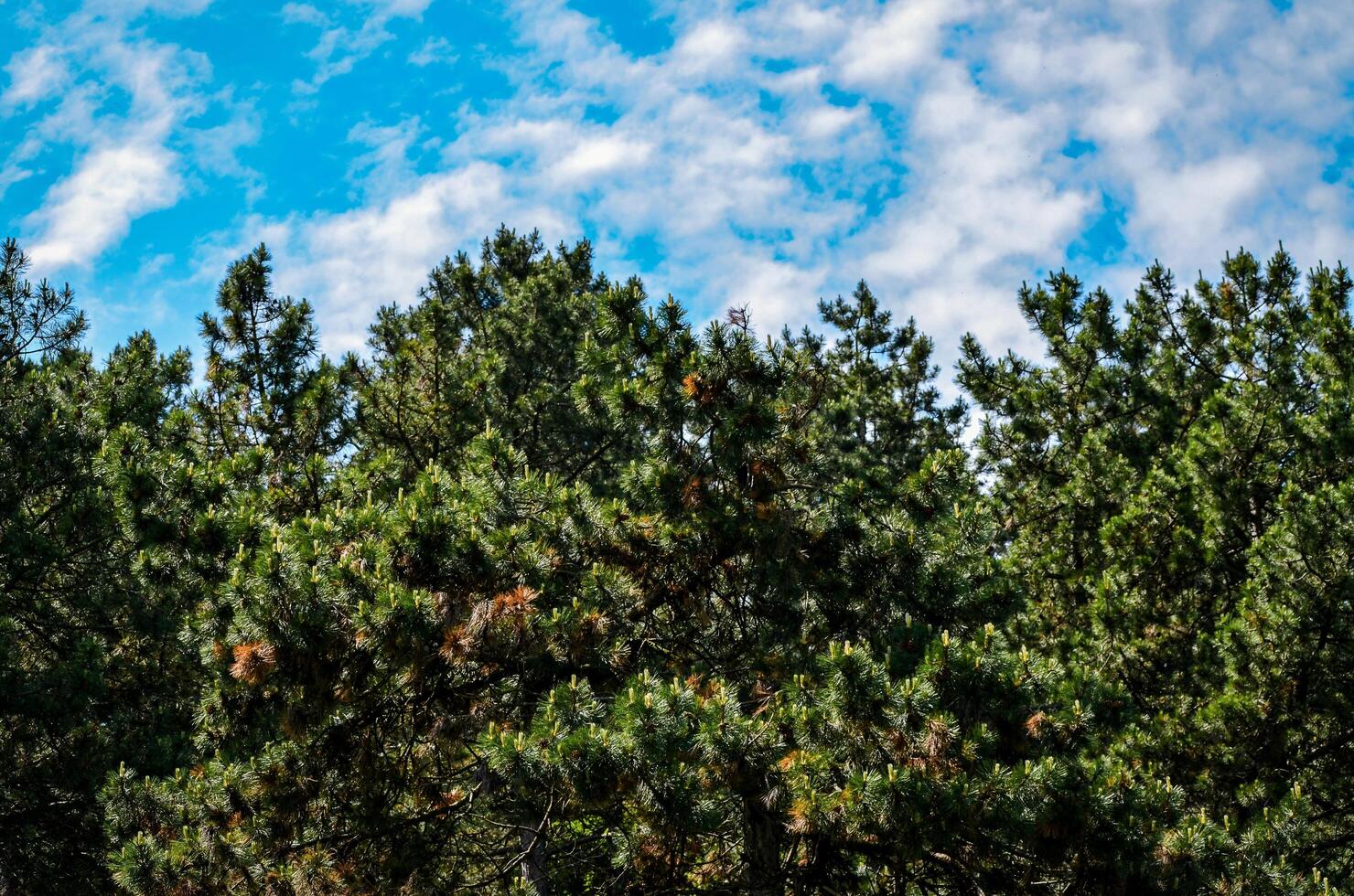 A forest with a blue sky in the background. The trees are green and full of leaves. The sky is partly cloudy, but the sun is shining through the clouds photo
