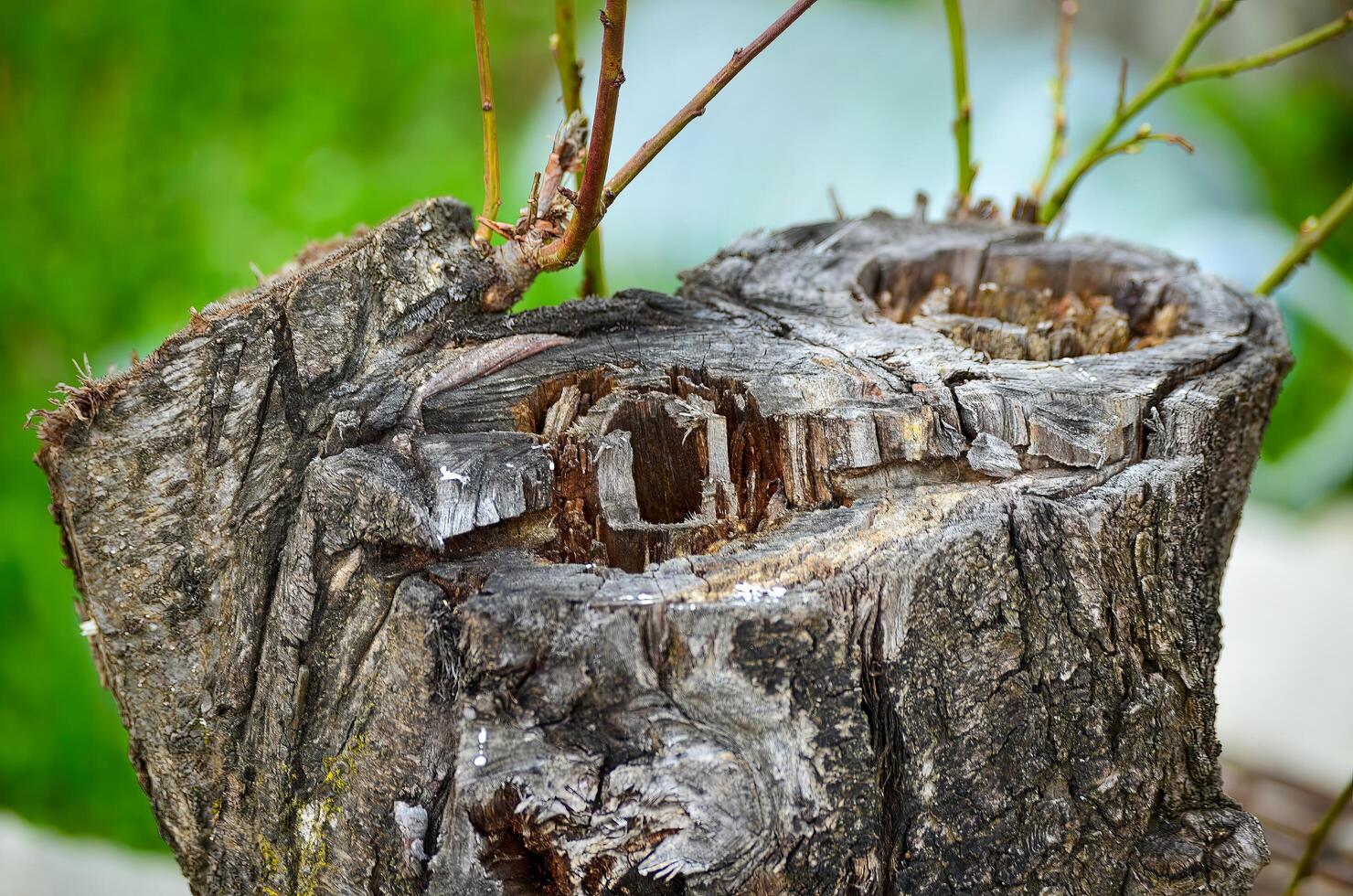 A tree stump with a hole in it. The stump is old and has a lot of moss growing on it. The hole in the stump is large and has a small insect crawling out of it photo