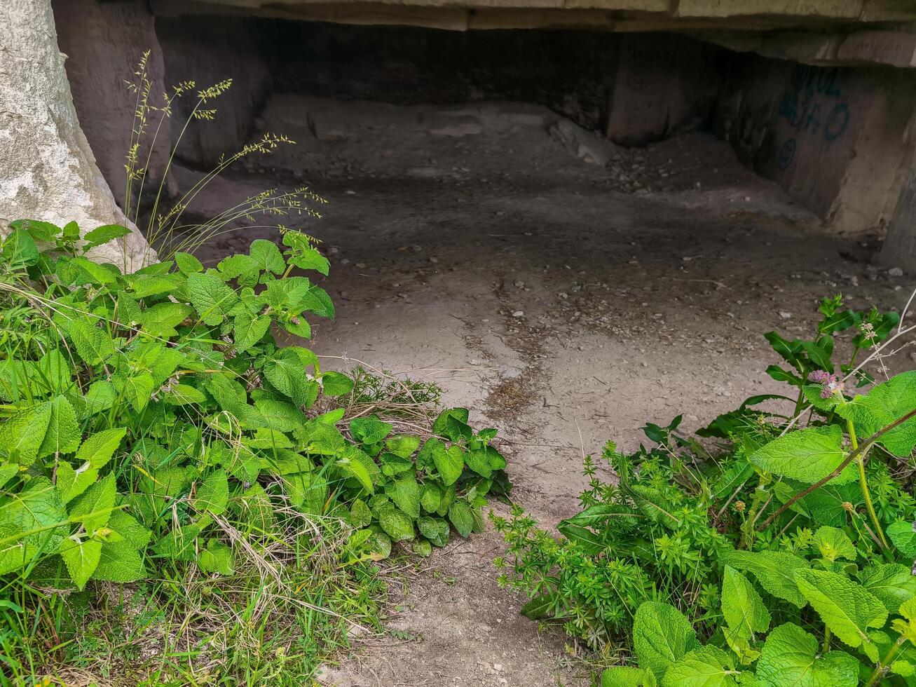 A small patch of green plants growing in a dirt area. The plants are growing in the dirt and are surrounded by a concrete wall photo