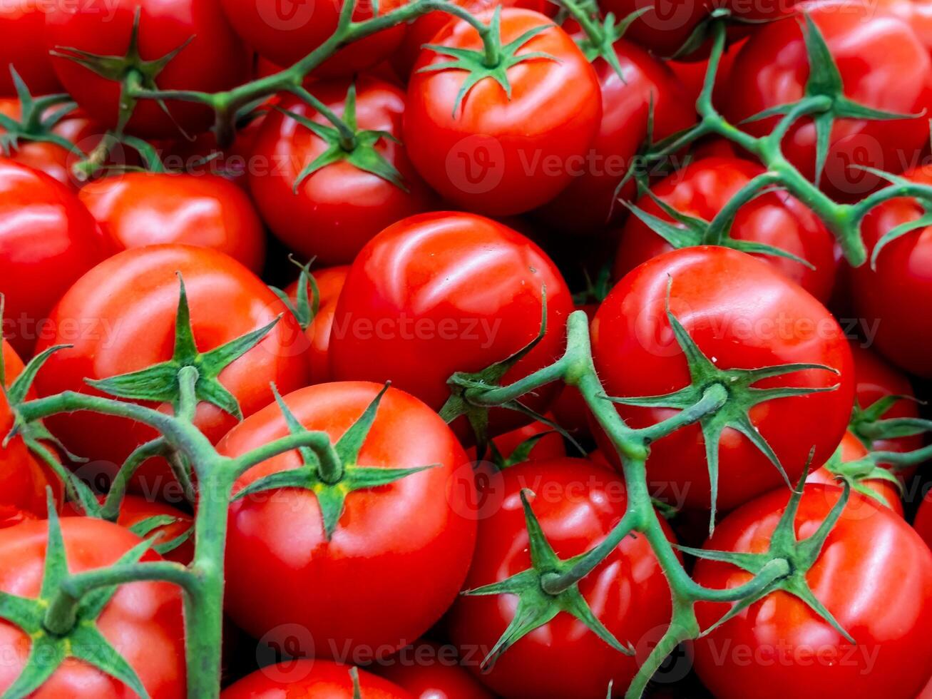 Vibrant red tomatoes on the vine displayed in abundance photo