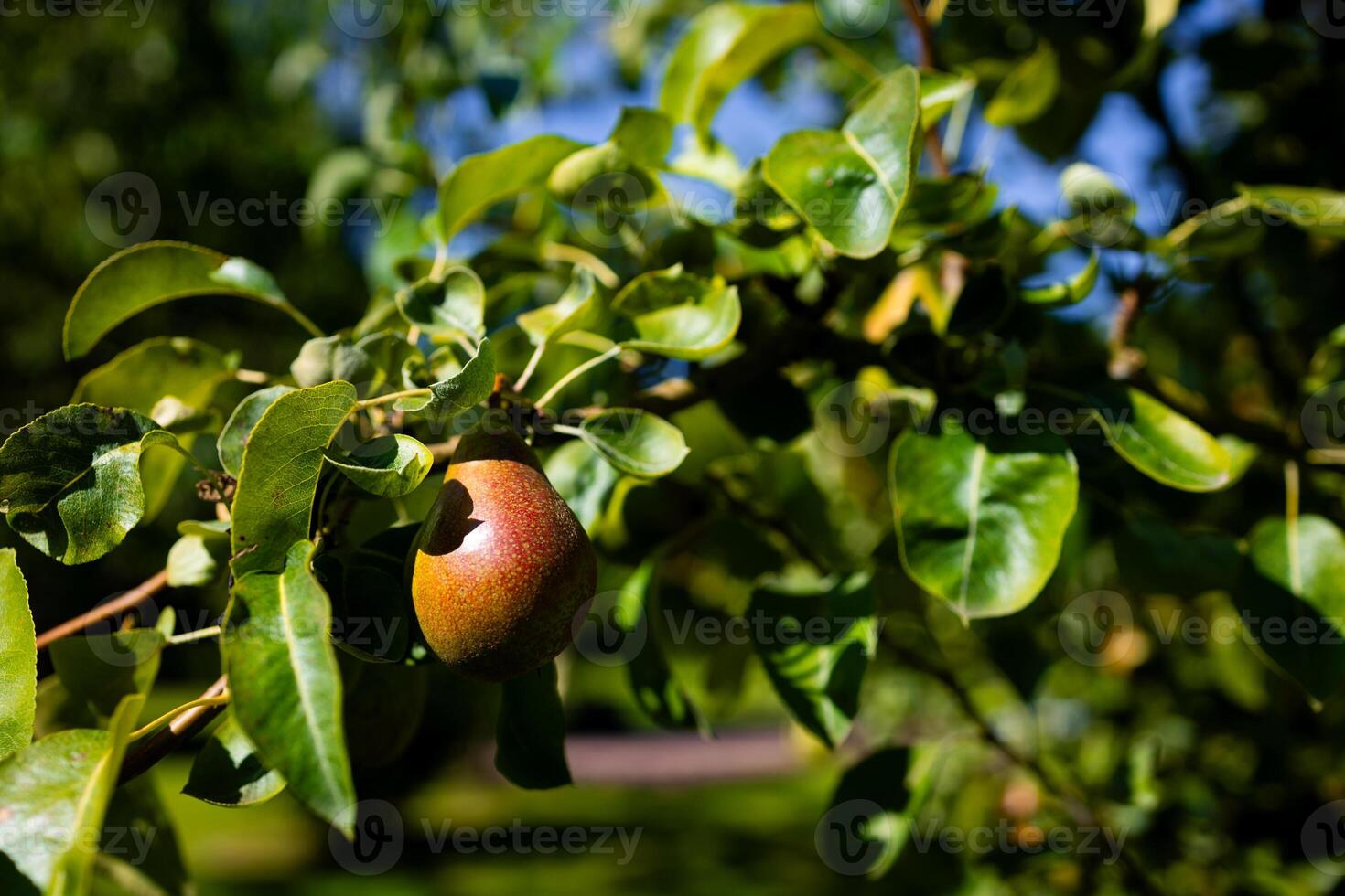 Ripe pear on tree branch with lush green leaves in sunlight photo