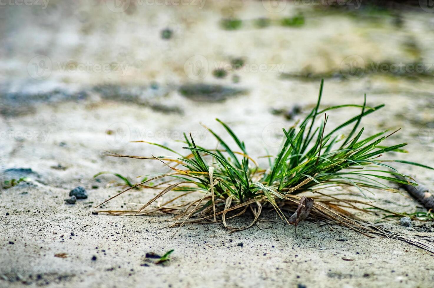 Close up of green grass emerging from cracked, dry soil in harsh sunlight symbolizing resilience and nature persistence. Perfect for environmental concepts and minimal organic textures photo