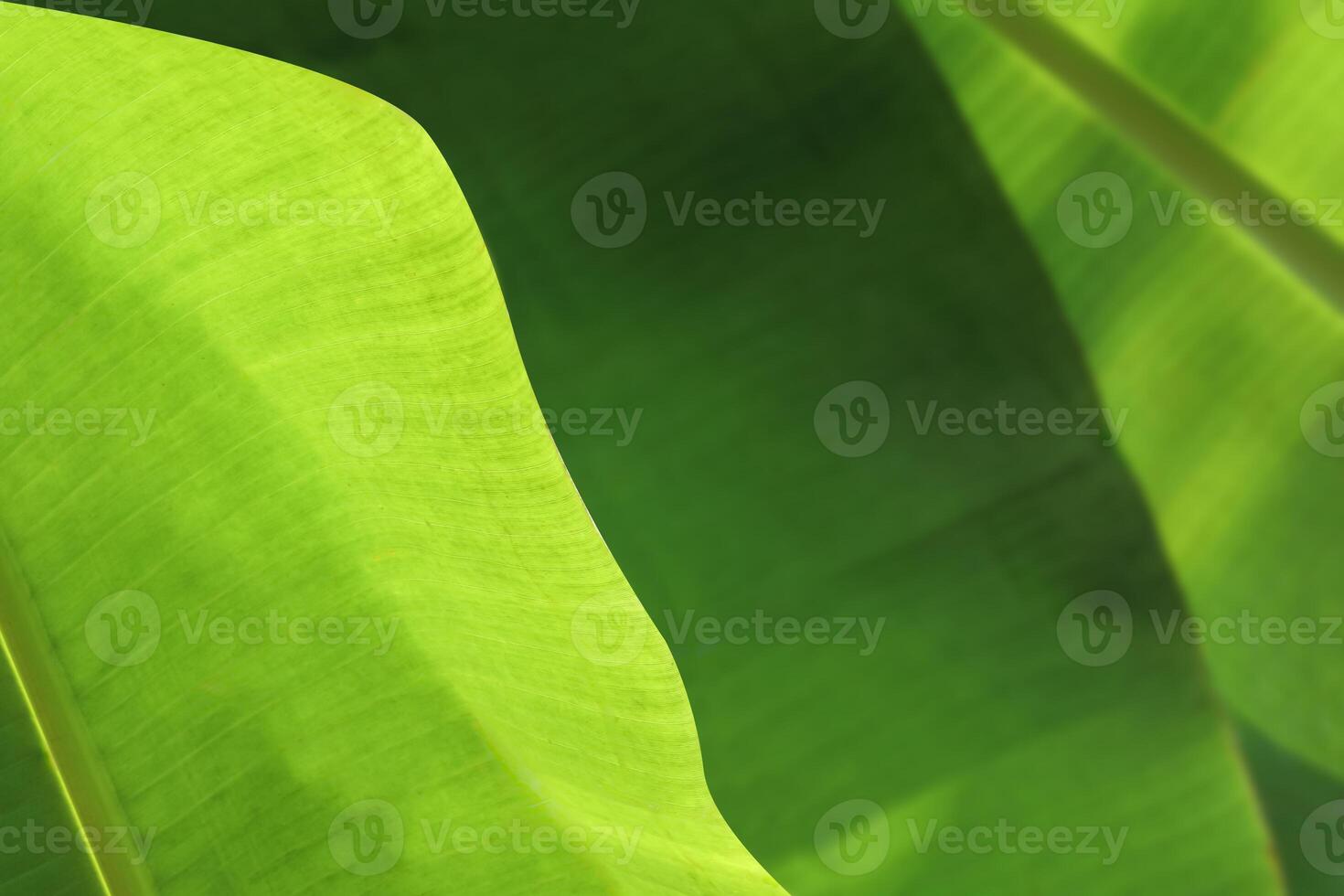 banana leaves with natural bokeh light. banana leaves background, perfect as a banana garden background for fresh, relaxing, natural, and eco-friendly concepts. photo