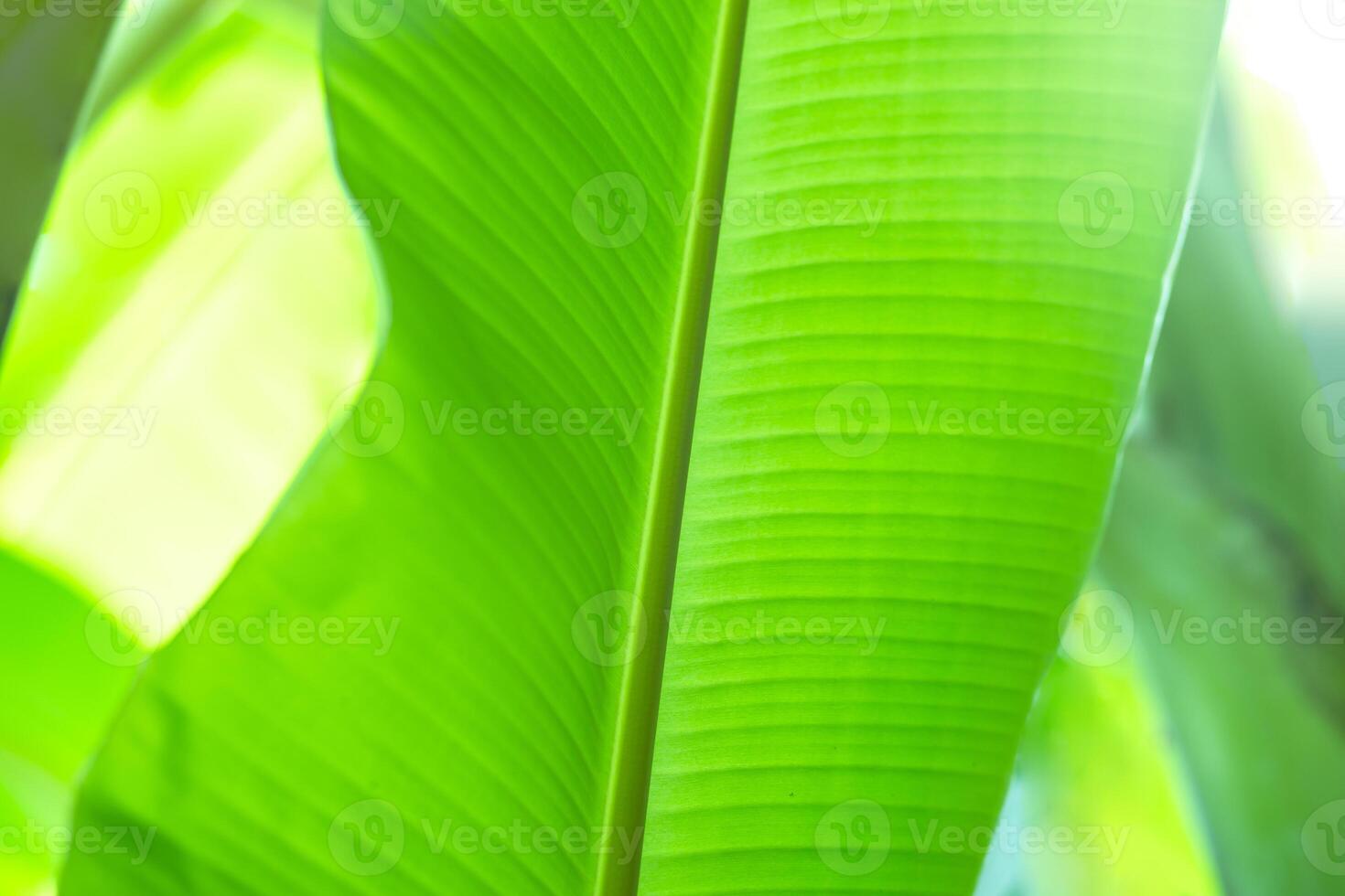 banana leaves with natural bokeh light. banana leaves background, perfect as a banana garden background for fresh, relaxing, natural, and eco-friendly concepts photo