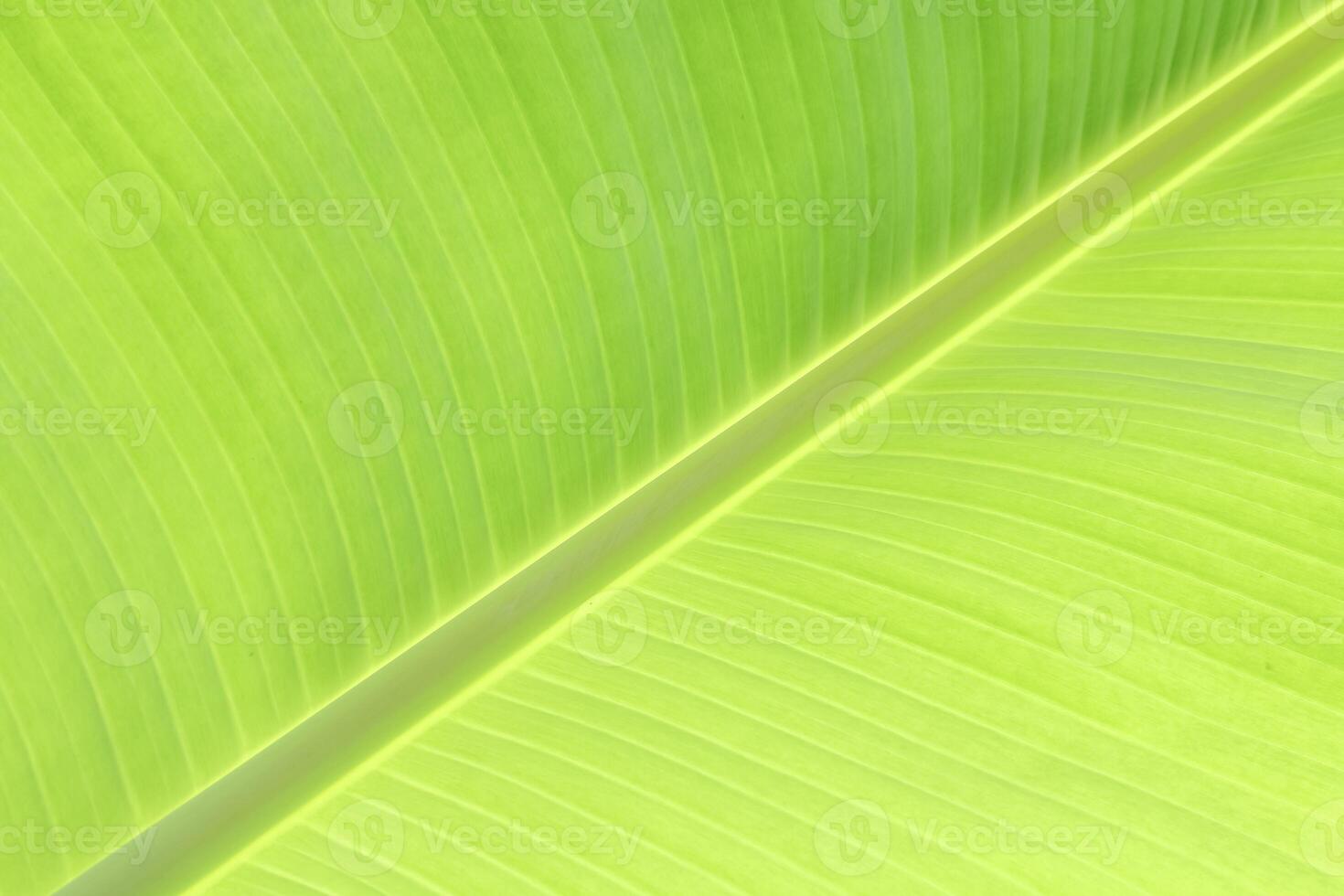 banana leaves with natural light, banana leaves background, perfect as a banana garden background for fresh, relaxing, natural, and eco-friendly concepts. photo