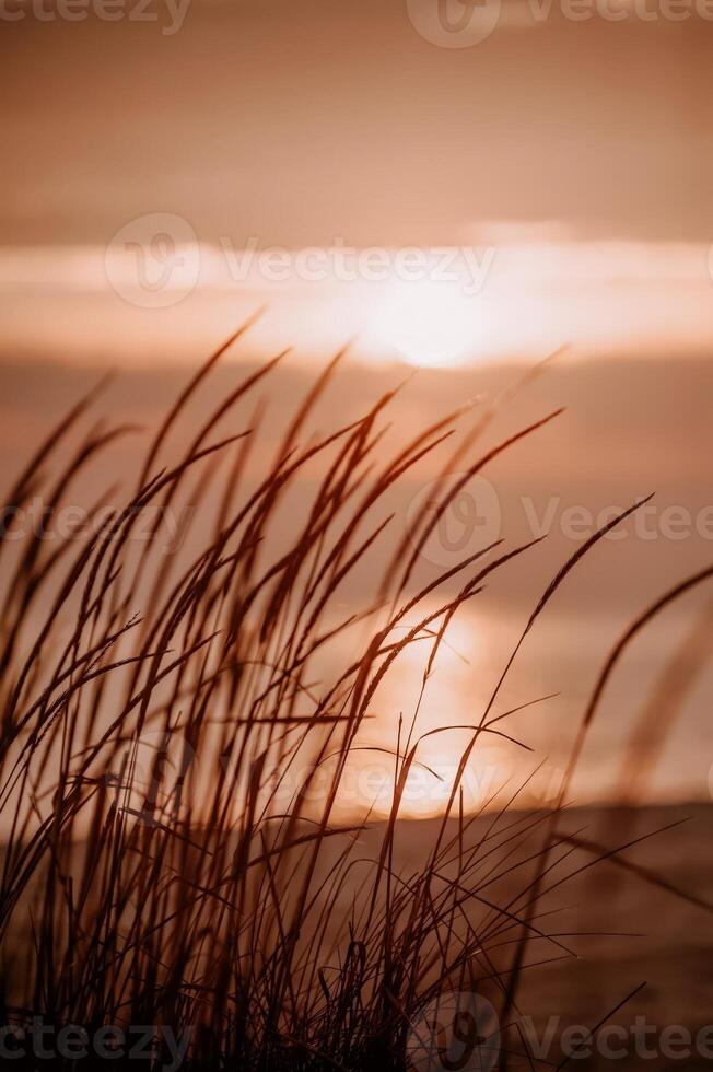 Sunset over a calm sea framed by tall grass in the foreground, captured in warm golden hour light. The tranquil atmosphere conveys peace, beauty, and a connection with nature. photo