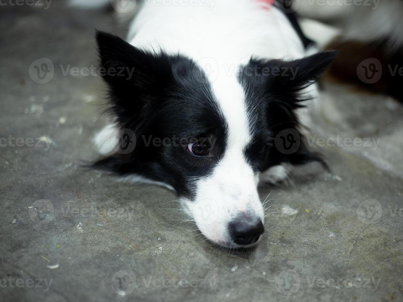 close up fluffy fatty fur border collie dog face sitting laydown in publics pet event outdoor photo