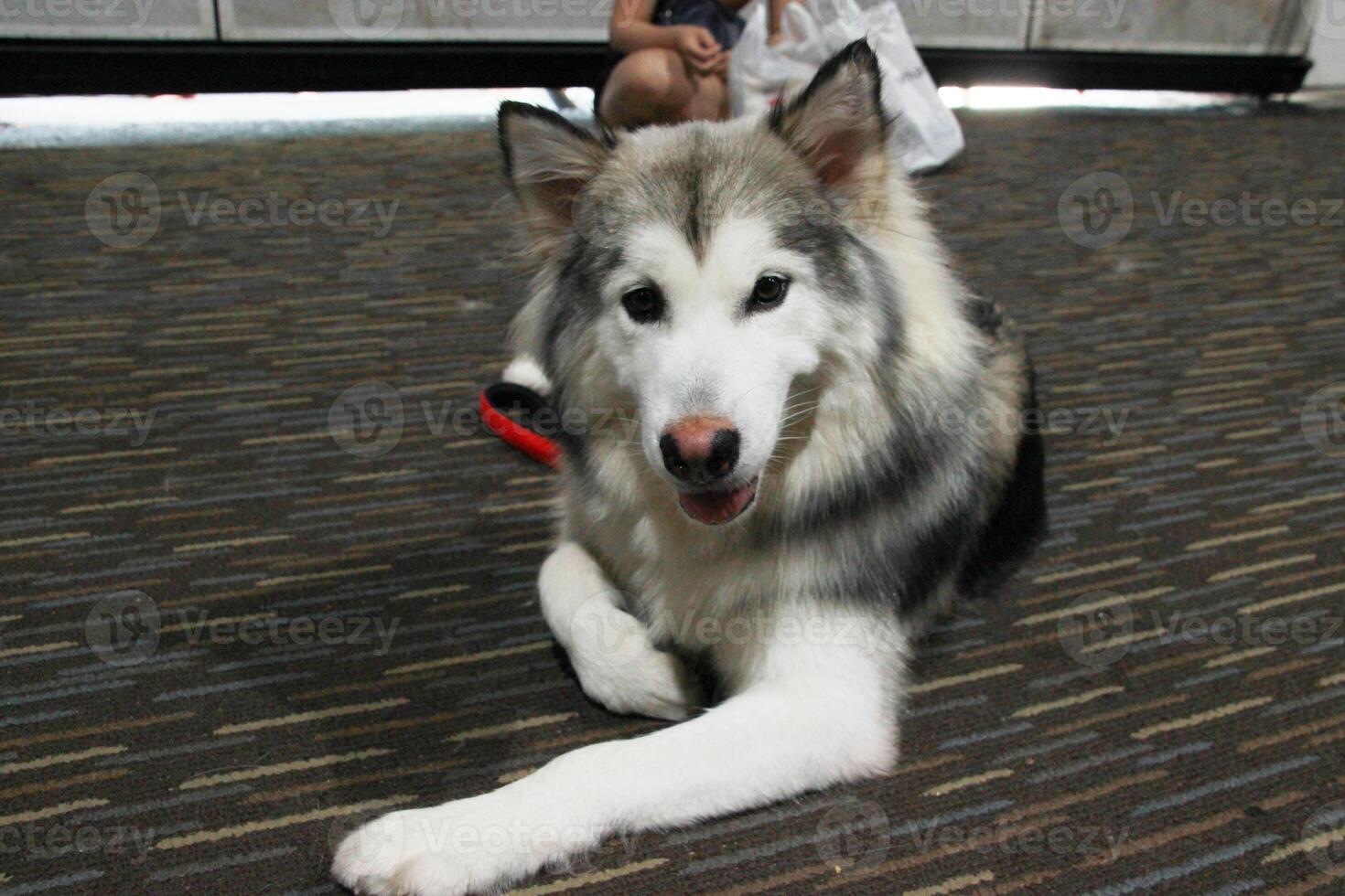 An old elderly gray Alaskan Malamute Siberian Husky is tongue out sitting on the ground photo