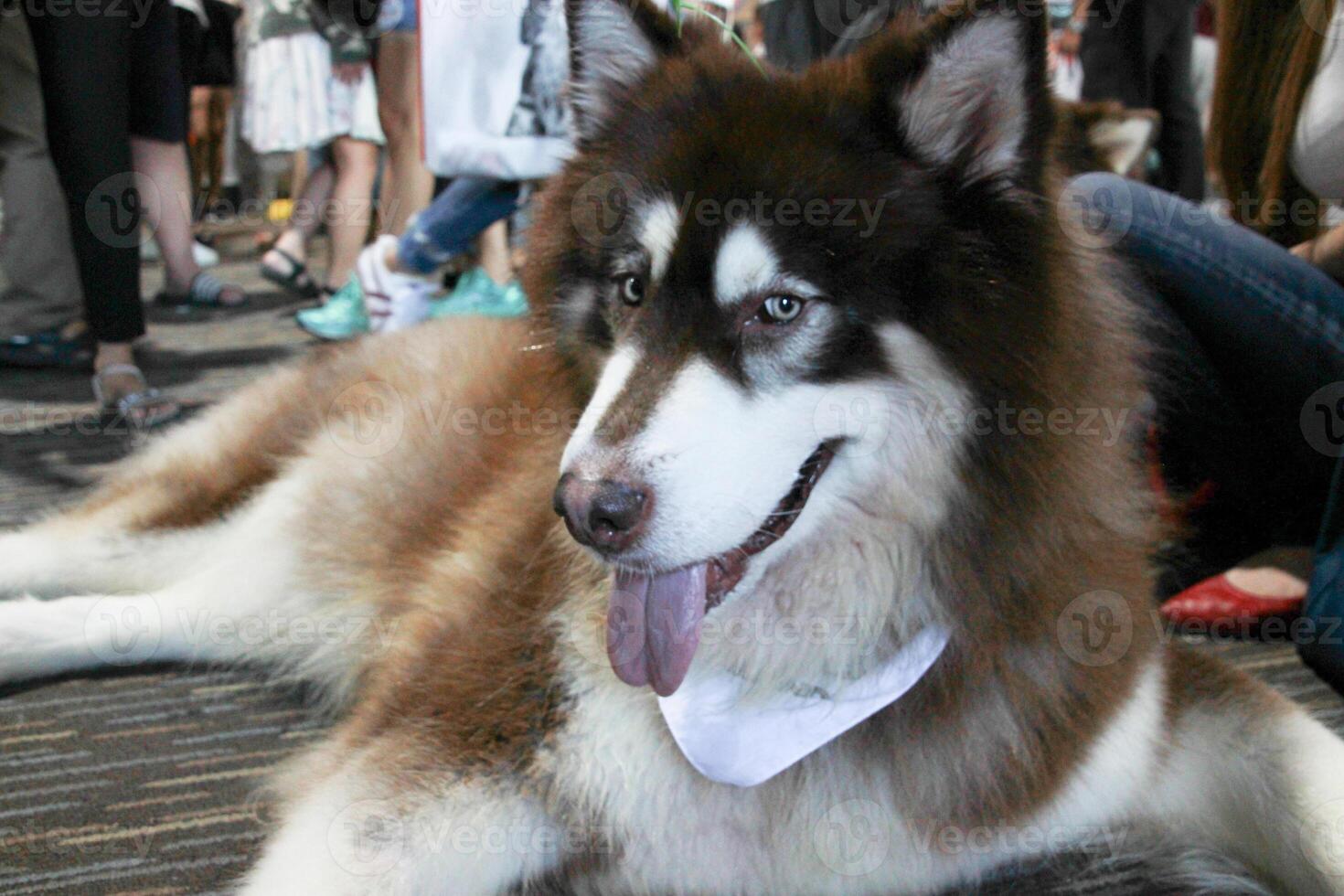An old elderly brown Alaskan Malamute Siberian Husky is tongue out sitting on the ground photo