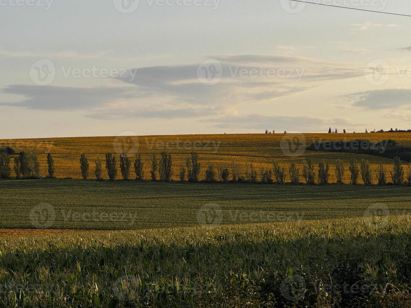Golden Field at Sunset with Tree Line photo