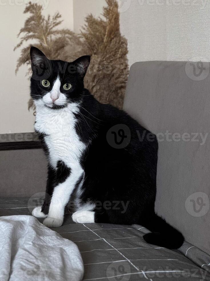 Black and White Cat Sitting on Sofa at Home photo