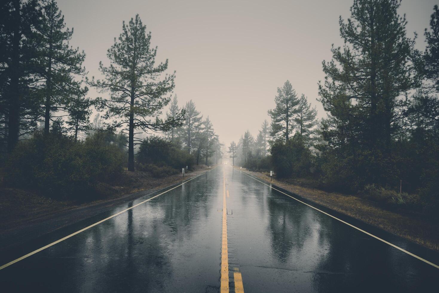A wet road in the middle of a forest photo
