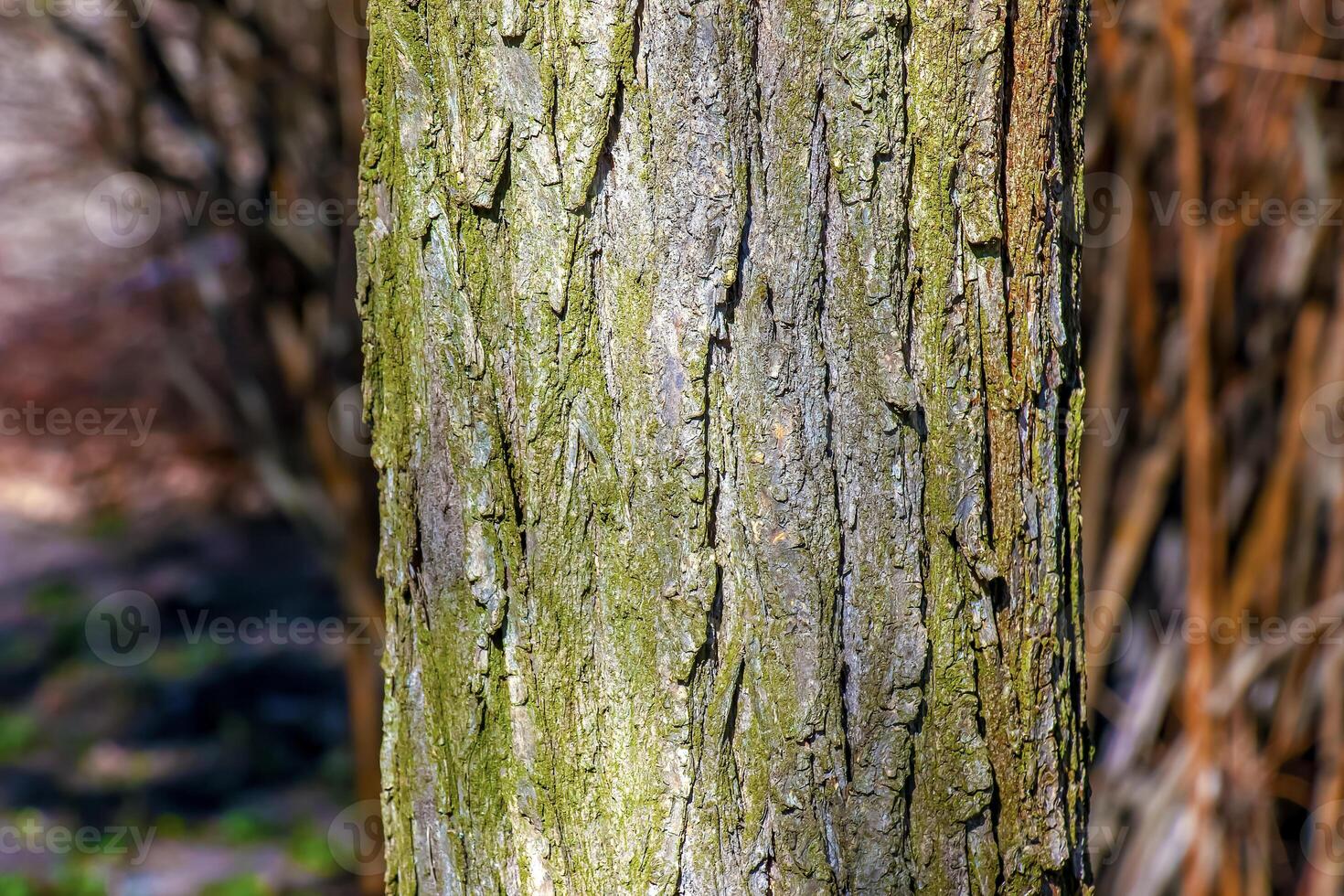 Closeup bark of Styphnolobium japonicum tree photo