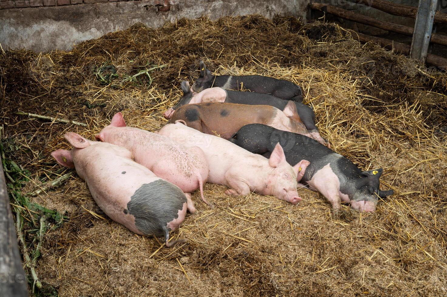 Group of pigs resting on straw in barnyard photo